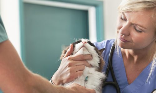 veterinarians